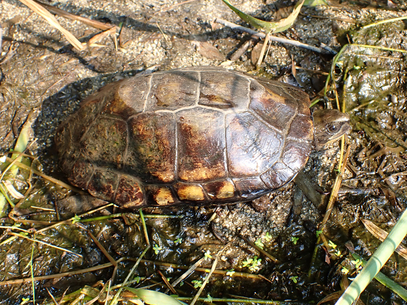 この植物・生き物はなんでしょう？